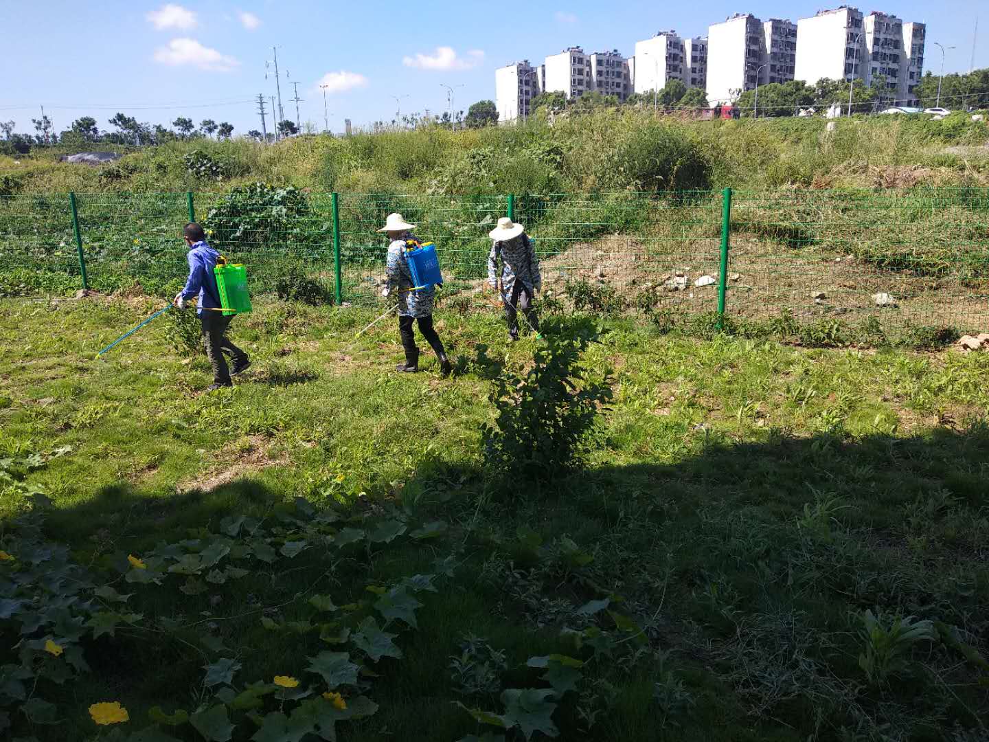 1597711794663510.jpg image005.jpg